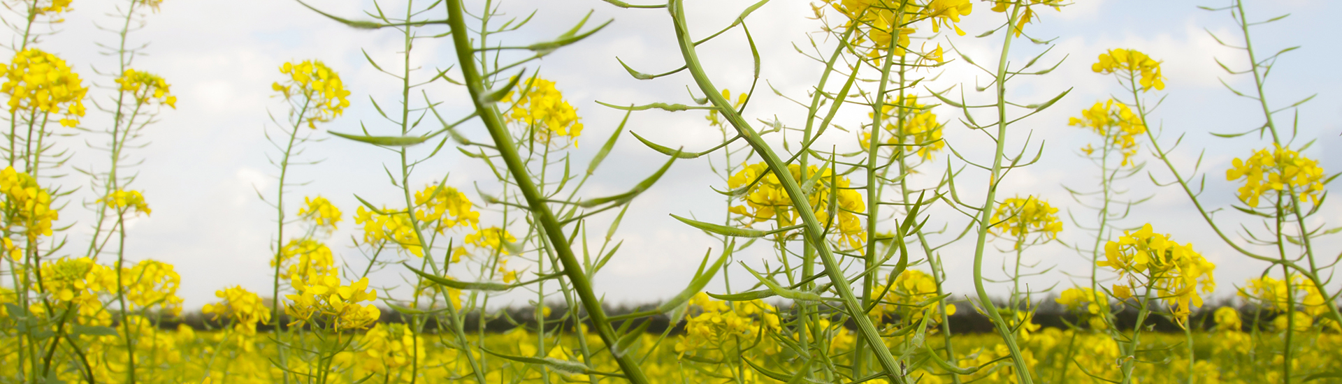 Canola plant