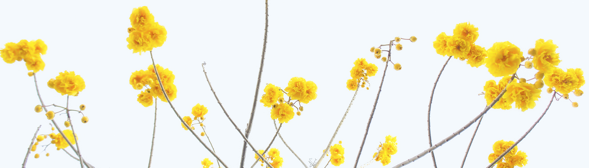 Canola plant
