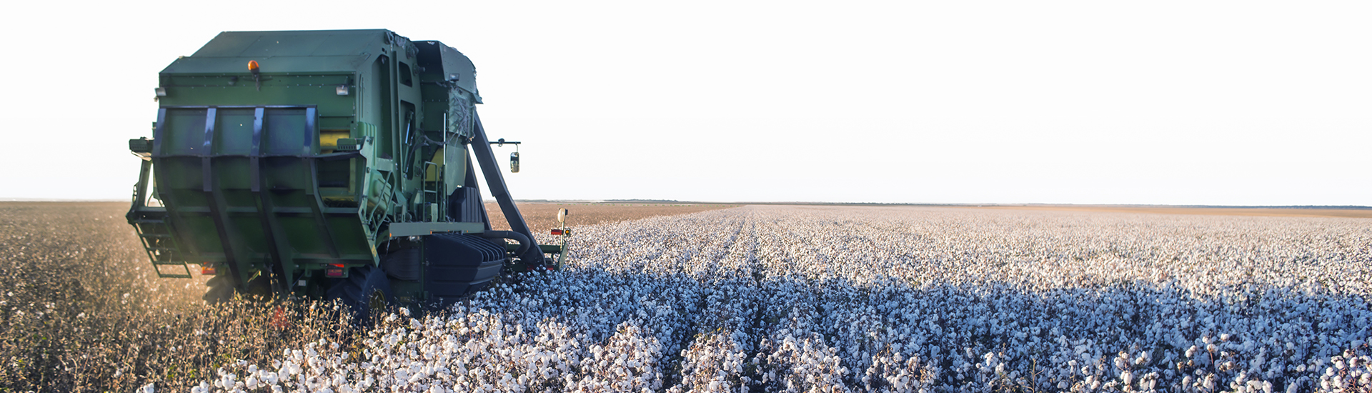 Harvesting cotton field
