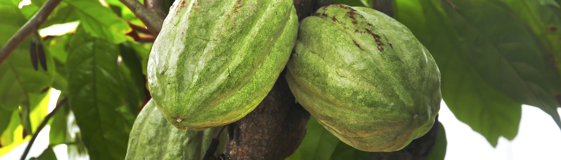 Cocoa pods growing on tree