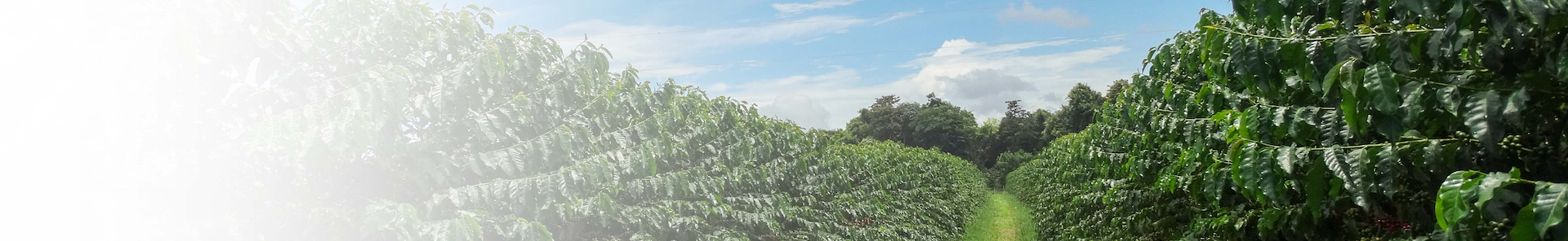 Understand the impact of Brazil’s weather on coffee crops